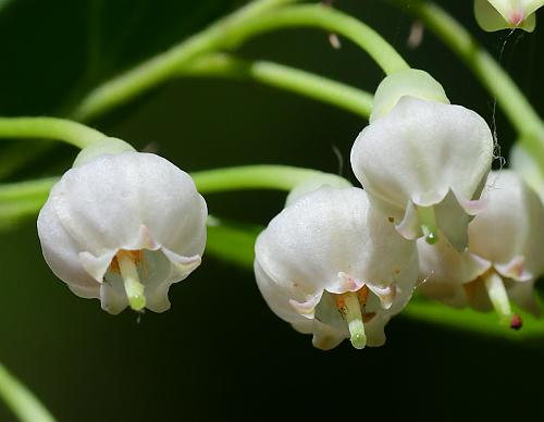 Vaccinium_arboreum_flowers2.jpg