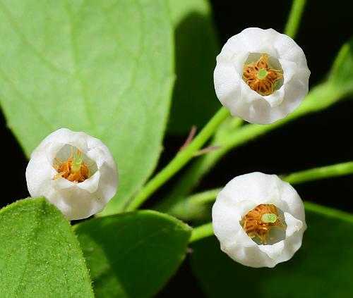 Vaccinium_arboreum_flowers3.jpg