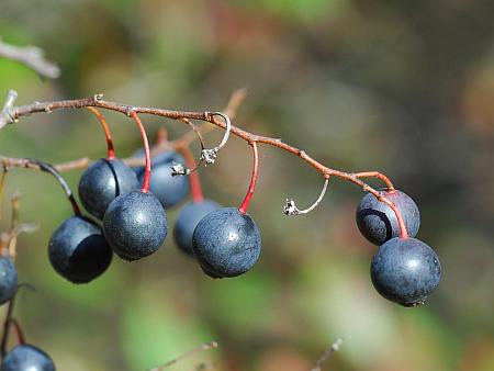 Vaccinium_arboreum_fruits.jpg