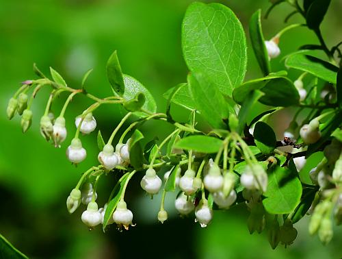 Vaccinium_arboreum_inflorescence1.jpg