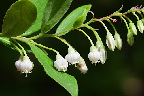 Vaccinium_arboreum_inflorescence2.jpg