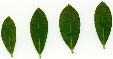 Vaccinium_arboreum_leaves.jpg
