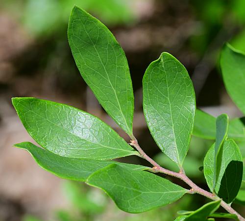 Vaccinium_arboreum_leaves1.jpg