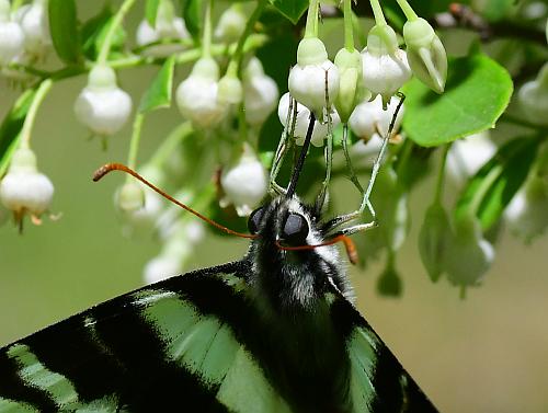 Vaccinium_arboreum_nectaring.jpg