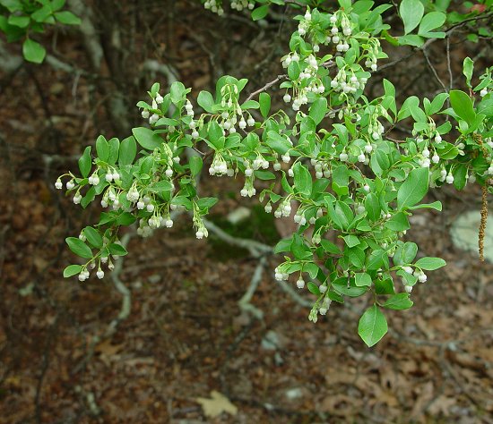 Vaccinium_arboreum_plant.jpg