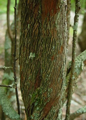 Vaccinium_arboreum_stem.jpg