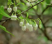 Vaccinium arboreum thumbnail