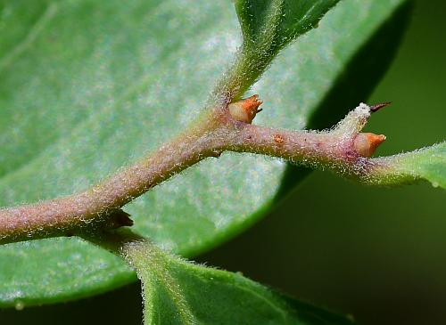 Vaccinium_arboreum_twig.jpg