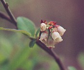 Vaccinium pallidum thumbnail