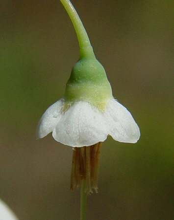 Vaccinium_stamineum_calyx.jpg