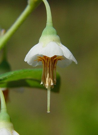 Vaccinium_stamineum_flower.jpg