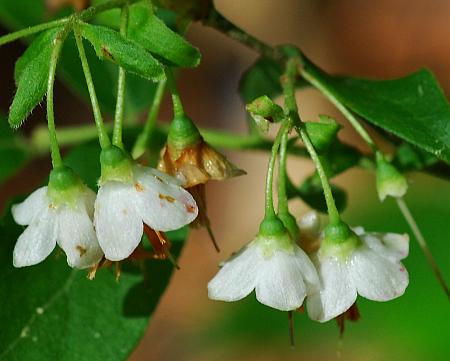 Vaccinium_stamineum_flowers.jpg