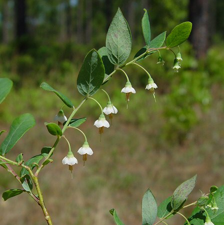 Vaccinium_stamineum_inflorescence.jpg