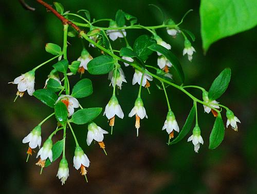 Vaccinium_stamineum_inflorescence2.jpg