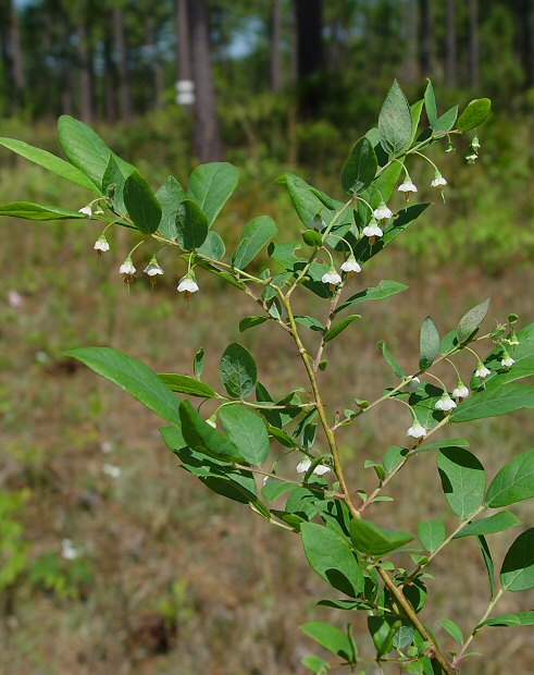 Vaccinium_stamineum_plant.jpg