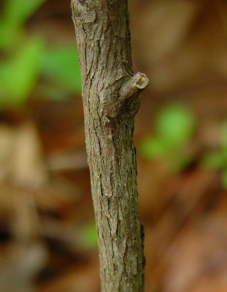 Vaccinium_stamineum_stem.jpg