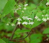 Vaccinium stamineum thumbnail