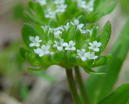 Valerianella_locusta_flowers.jpg