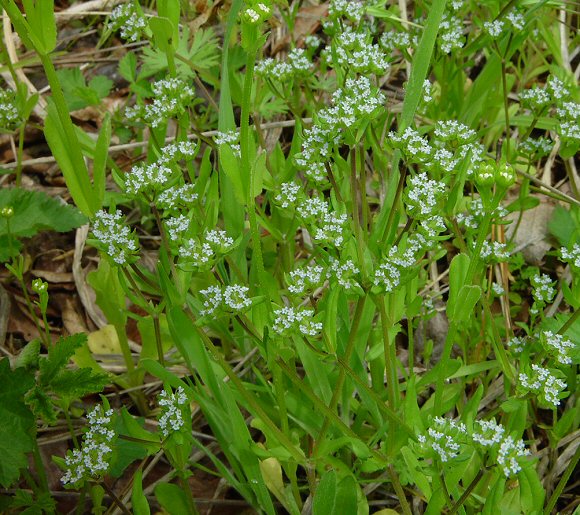 Valerianella_locusta_plant.jpg