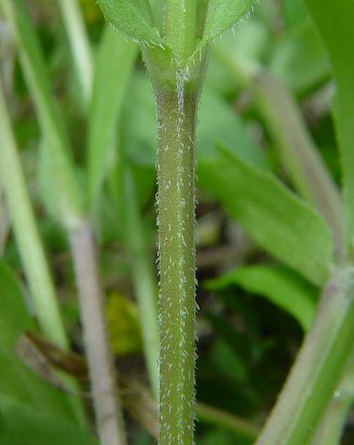 Valerianella_locusta_stem.jpg