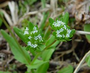 Valerianella locusta thumbnail