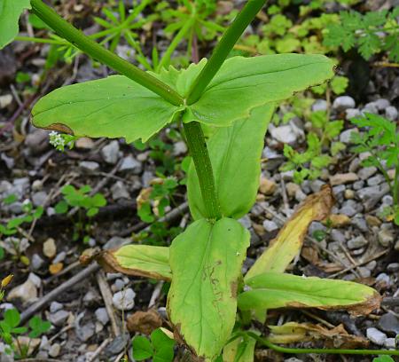 Valerianella_radiata_base.jpg