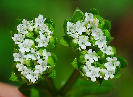 Valerianella_radiata_flowers.jpg