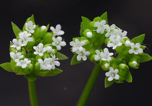 Valerianella_radiata_flowers2.jpg