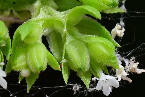 Valerianella_radiata_fruits1.jpg