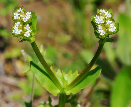 Valerianella_radiata_inflorescences.jpg