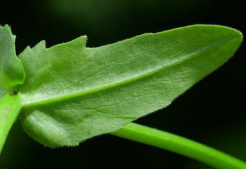 Valerianella_radiata_leaf2.jpg