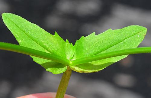 Valerianella_radiata_leaves1.jpg