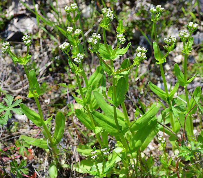 Valerianella_radiata_plant.jpg