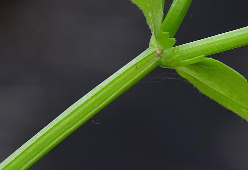 Valerianella_radiata_stem.jpg