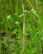 Valerianella radiata thumbnail