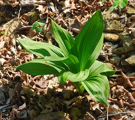 Veratrum_woodii_basals.jpg