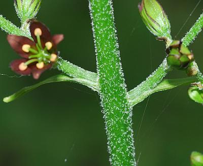 Veratrum_woodii_bracts.jpg