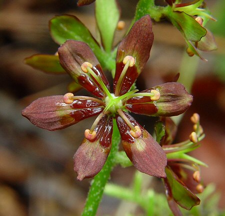 Veratrum_woodii_flower.jpg