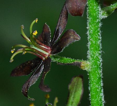 Veratrum_woodii_flower1.jpg