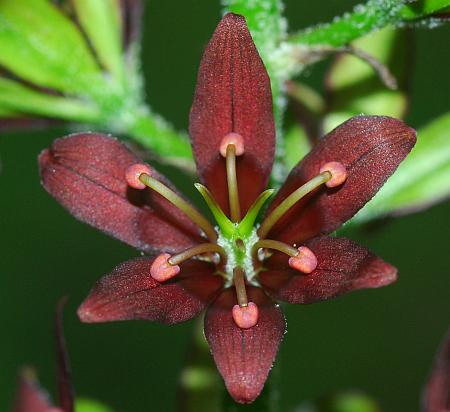 Veratrum_woodii_flower2.jpg