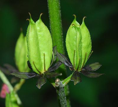 Veratrum_woodii_fruits.jpg