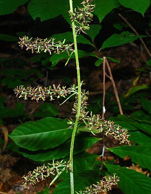 Veratrum_woodii_inflorescence.jpg