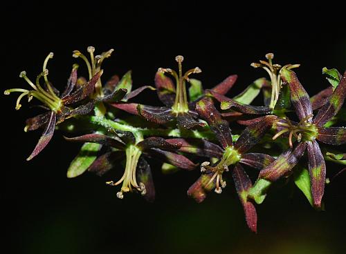 Veratrum_woodii_inflorescence2.jpg