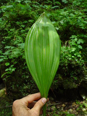 Veratrum_woodii_leaf.jpg