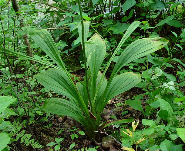 Veratrum_woodii_plant.jpg