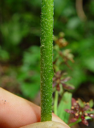 Veratrum_woodii_stem.jpg