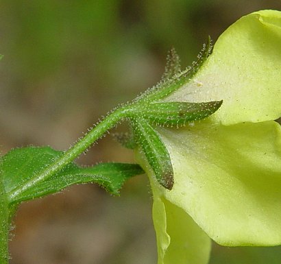 Verbascum_blattaria_calyx.jpg