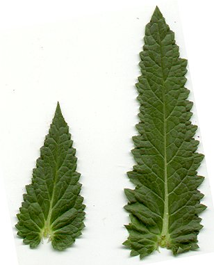 Verbascum_blattaria_cauline_leaves.jpg