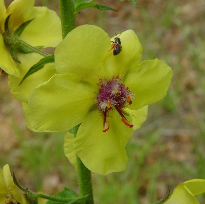 Verbascum_blattaria_flower.jpg