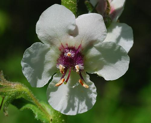 Verbascum_blattaria_flower2.jpg